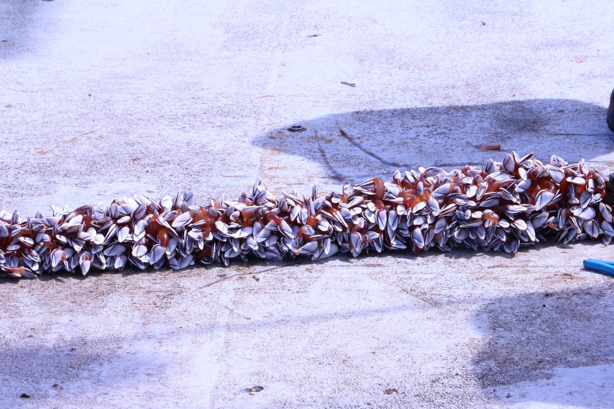 Barnacle growth on the mooring line